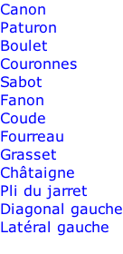 Canon Paturon Boulet Couronnes Sabot Fanon Coude Fourreau Grasset Châtaigne Pli du jarret Diagonal gauche Latéral gauche