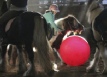 Horse-ball